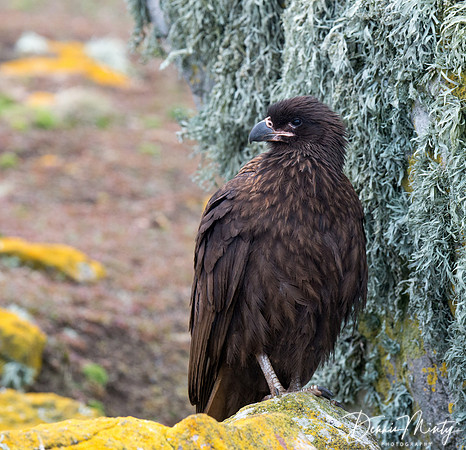 Striated Caracara (Phalcoboenus australis), Steeple Jason, Falkland Islands