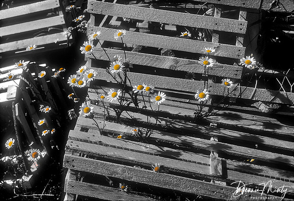 Daisies and Lobster Pots, Twillingate, Newfoundland, Canada