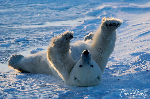 Polar Bear (Ursus maritimus) Waking Up, Churchill, Manitoba, Canada