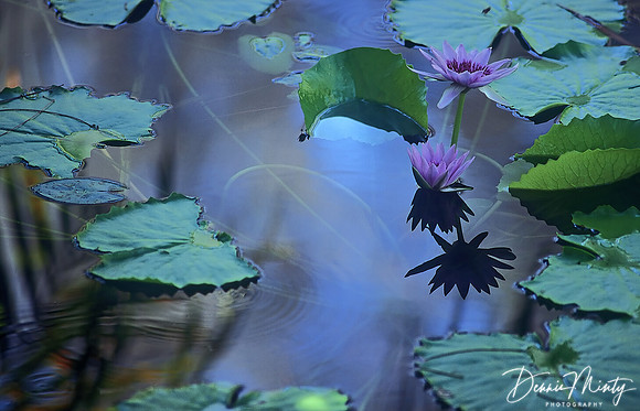 Waterlily, Seychelles