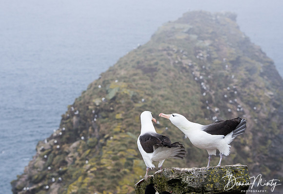 Black-browed Albatross, West Point, Falkland Islands