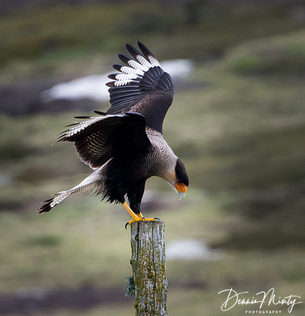 Northern Crested Caracara (Caracara cheriway), Carcass Island, Falkland Islands