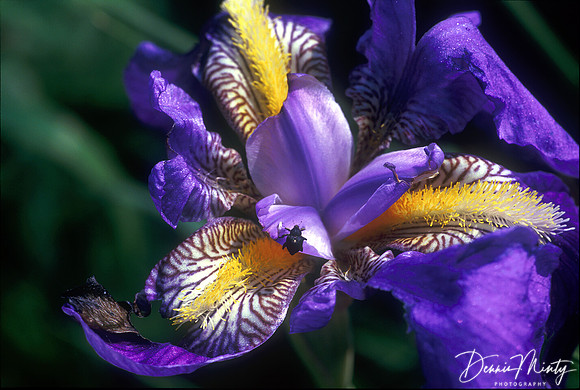 Iris, Slovakia