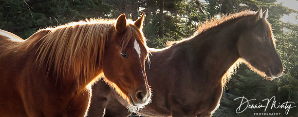 Reo and Gala, Clarke's Beach, Newfoundland