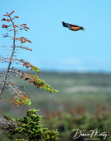 Robin, Port au Choix, Newfoundland, Canada