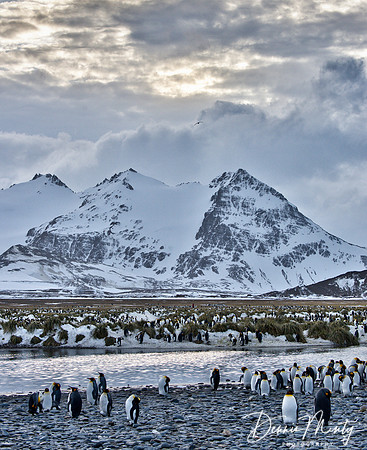 King Penguin Colony (Aptenodytes patagonicus), Salisbury Plain, South Georgia