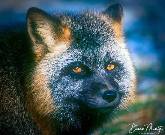 Cross Fox, Salmonier Nature Park, Newfoundland, Canada