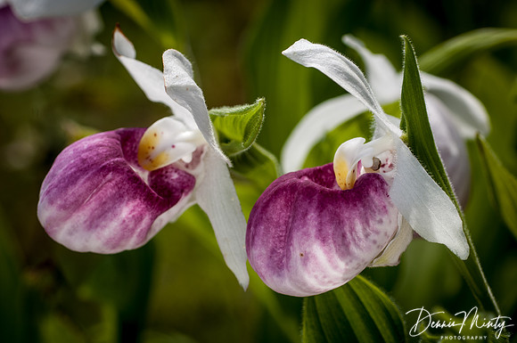 Showy Ladies Slipper, Gros Morne National Park, Newfoundland, Canada