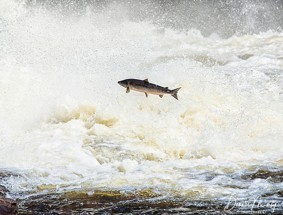 Salmon, Torrent River, Newfoundland, Canada