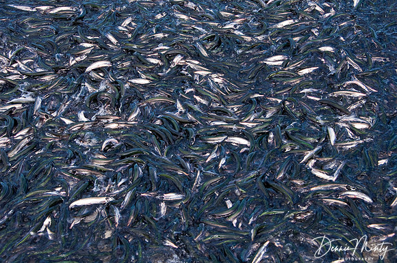 Capelin Rolling in Shoal Cove East, Northern Peninsula, Newfoundland,Canada
