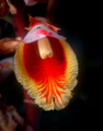Orchid