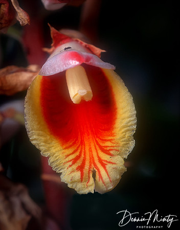 Orchid