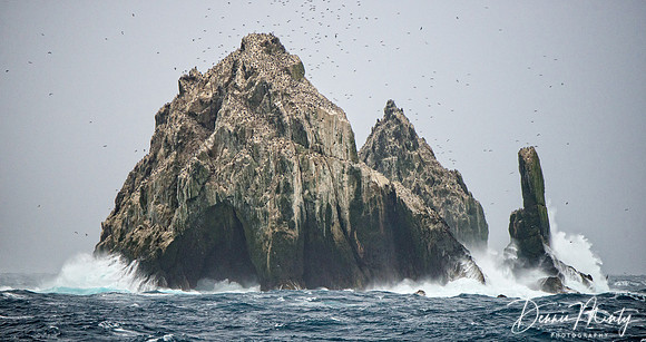 Shag Rocks, Southern Ocean