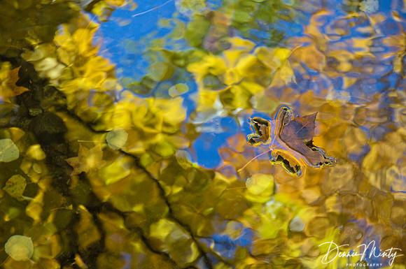 Fall Reflections, Brigus, Newfoundland