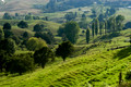 Near Matapori Bay, North Island, New Zealand