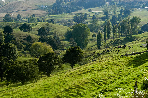 Near Matapori Bay, North Island, New Zealand