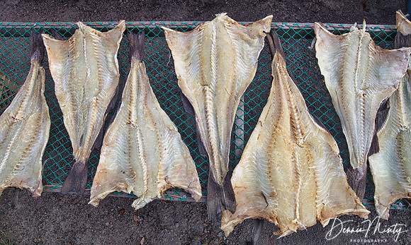 Salt Fish Drying, Fogo