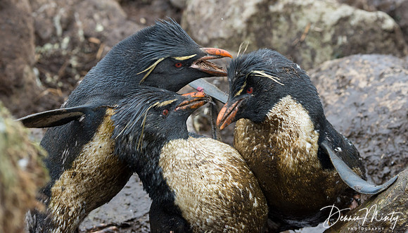 Rock-hopper Penguins, West Point, Falkland Islands