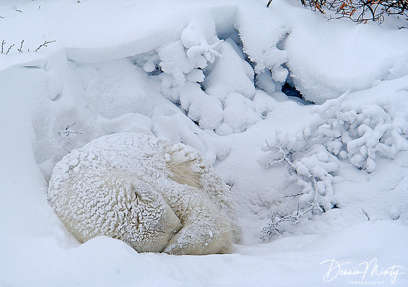 Sleeping Polar Bear (Ursus maritimus) Churchill, Manitoba, Canada