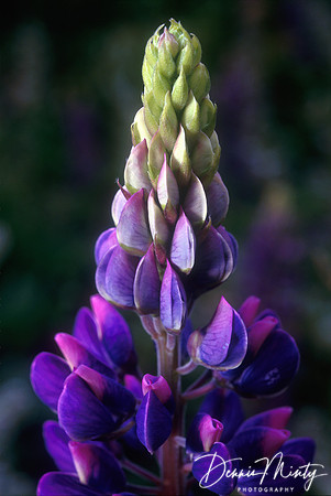 Lupine (Lupinus sp.), Newfoundland, Canada