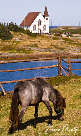 Newfoundland Pony, Change Islands, Notre Dame Bay