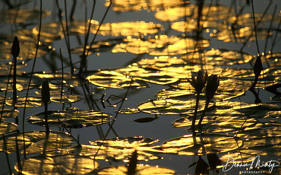 Waterlilies, Namibia, Africa
