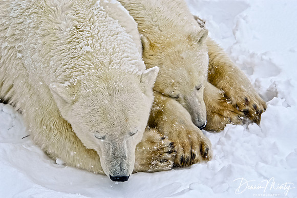 Polar Bear, Churchill, Manitoba