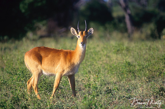 Puku, Malawi