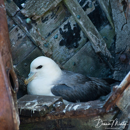 Northern Fulmar, Foula, Scotland