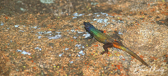 Lizard, Zimbabwe