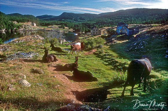Newfoundland Ponies, British Harbour, Newfoundland