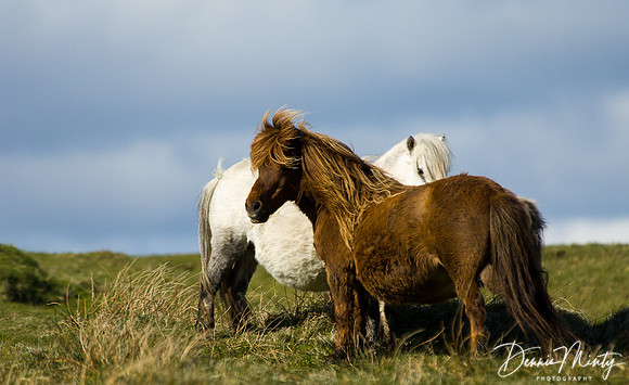 Shetland Ponies, Foula, Shetland Islands, Scotland