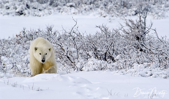 Polar Bear, Churchill, Manitoba