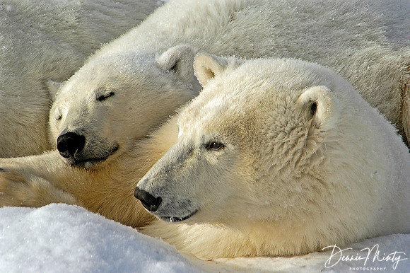 Mother and Cub, Polar Bears (Ursus maritimus), Churchill, Manitoba, Canada