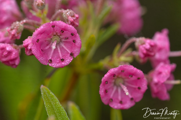 Sheep Laurel (Kalmia angustifolium), Newfoundland, Canada