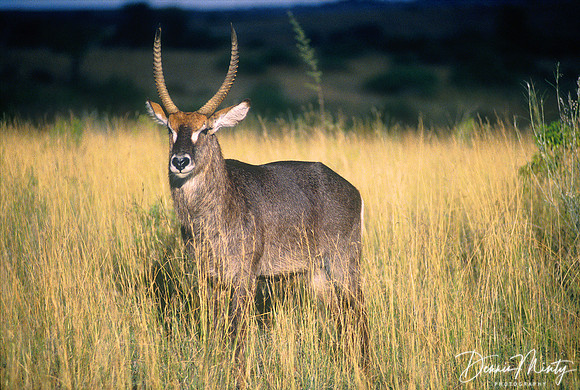 Waterbuck, Kenya