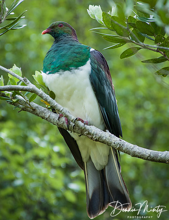 New Zealand pigeon (Hemiphaga novaeseelandiae), Waitangi, Bay of Islands, New Zealand