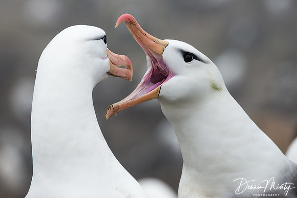 Black-browed Albatross, West Point, Falkland Islands