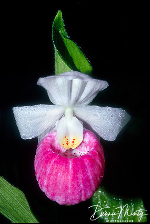 Showy Ladies Slipper (Cypripedium reginae), Gros Morne National Park, Newfoundland, Canada