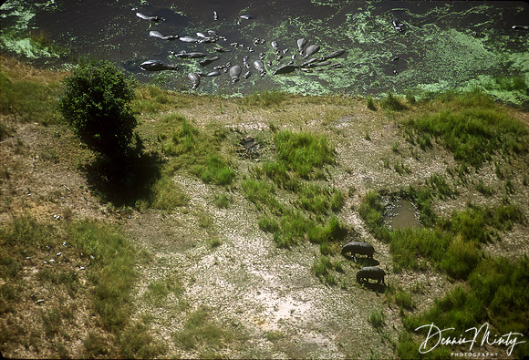 Hippo Pod from the Air, Chobe River, Botswana