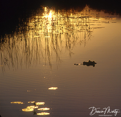 Hippo at Sunset, Namibia