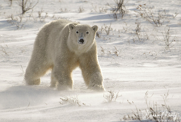 Polar Bear (Ursus maritimus), Churchill, Manitoba, Canada