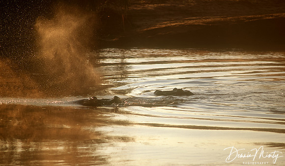 Hippos at Dawn, Shire River, Malawi