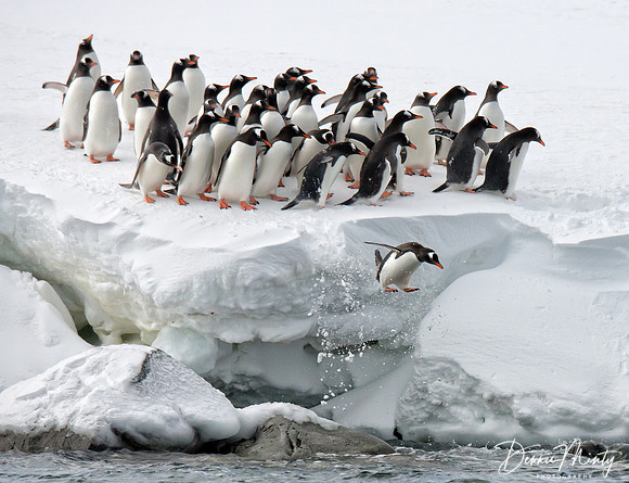 Gentoo Penguins (Pygoscelis papua), Danko Island, Antarctica