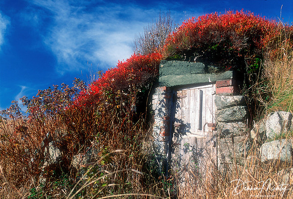 Root Cellar with Blue Berry Bushes, Twillingate, Newfoundland