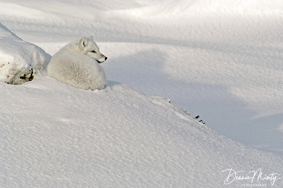 Arctic fox, Churchill, Manitoba