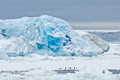 Blue Iceberg with Adelie Penguins, Antarctica