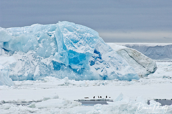 Blue Iceberg with Adelie Penguins, Antarctica