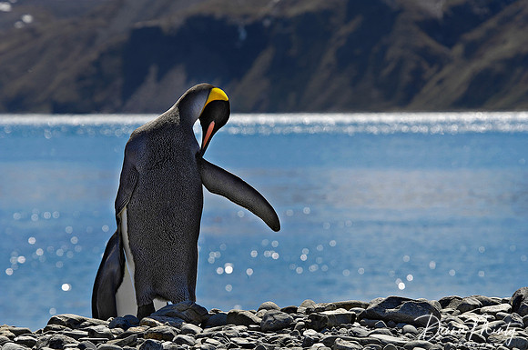 King Penguin (Aptenodytes patagonicus), Gold Harbour, South Georgia Island, Southern Ocean
