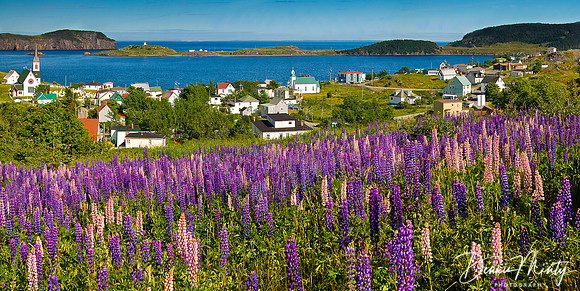 Lupins by Trinty, Newfoundland, Canada